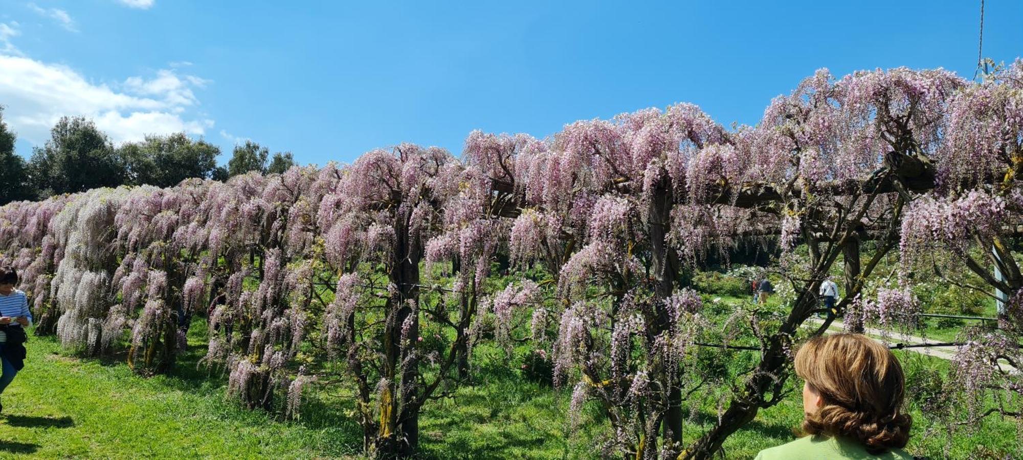 Agriturismo Buonasera باغنوريغيو المظهر الخارجي الصورة